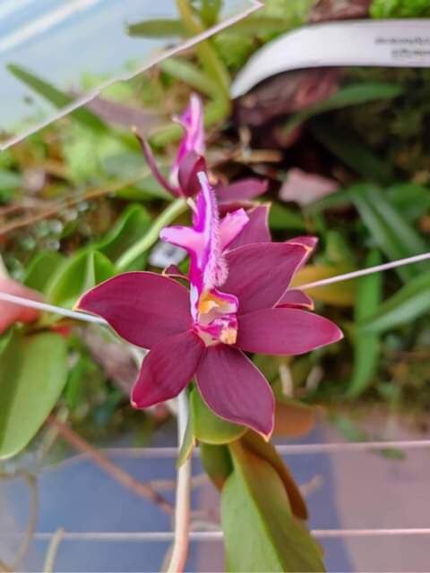 LinaG Trichoglottis atropurpurea_2022-10-06.jpg