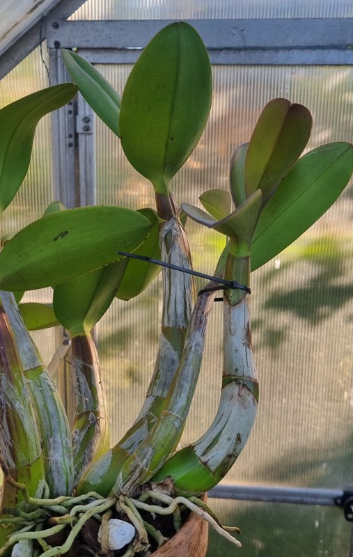 Schomburgkia tibicinis (2).jpg