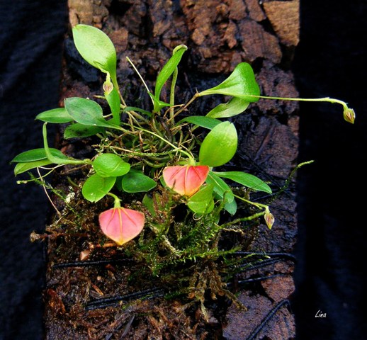 Lepanthes telipogoniflora'15.05.jpg