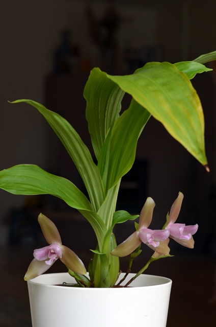 DSC_0744a.jpg