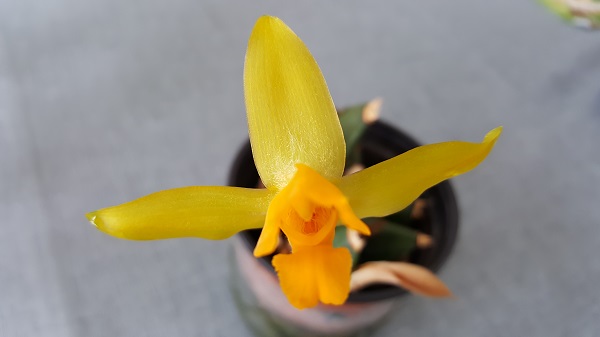 lycaste aromatica1.jpg