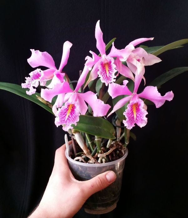 Cattleya maxima - andriuxplind2 20141026.jpg