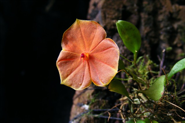 Lepanthes telipogoniflora'16.jpg