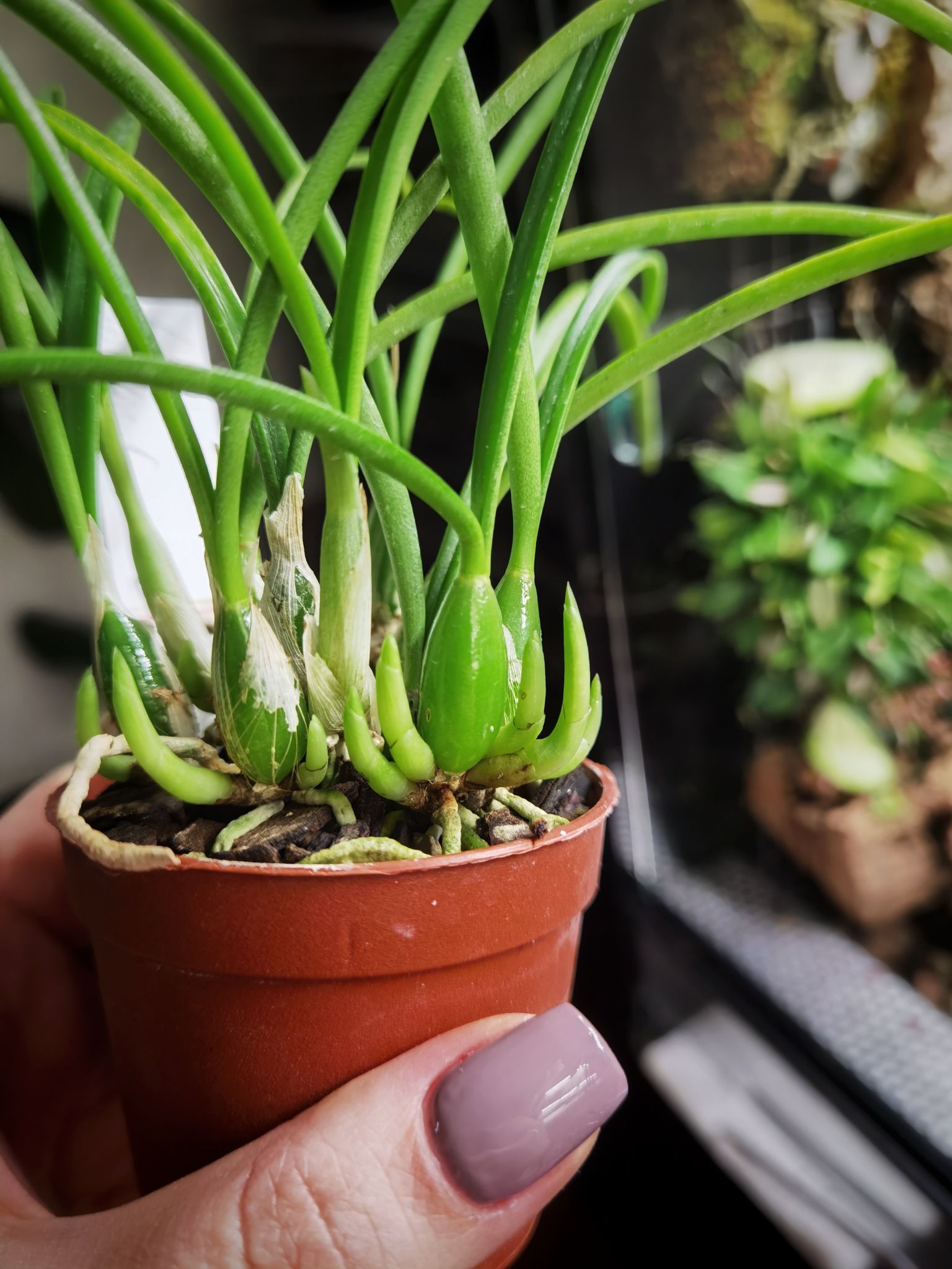 Laelia lundii alba