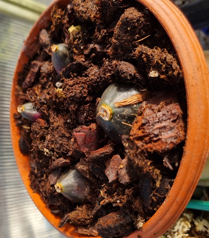 Pleione Britannia 'Doreen' (1).jpg