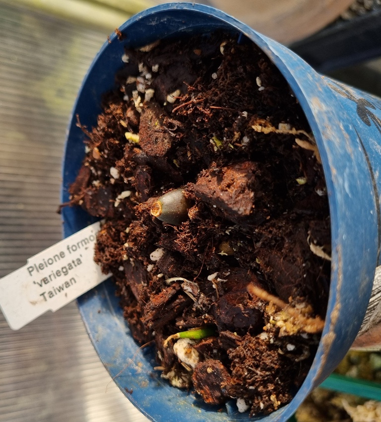 Pleione formosana 'variegata'.jpg
