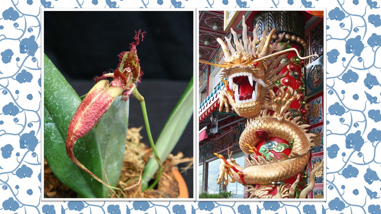 Dragon.jpg