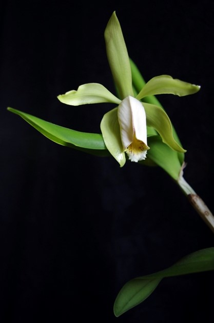 c.forbesii.JPG