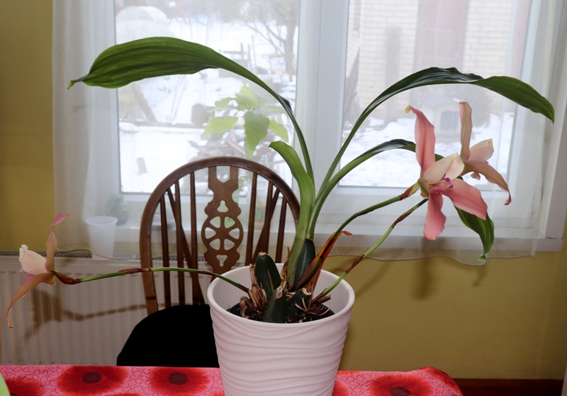 Lycaste Luciani'23.03...JPG