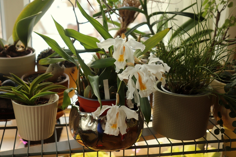 Coelogyne cristata'23.03.12.JPG