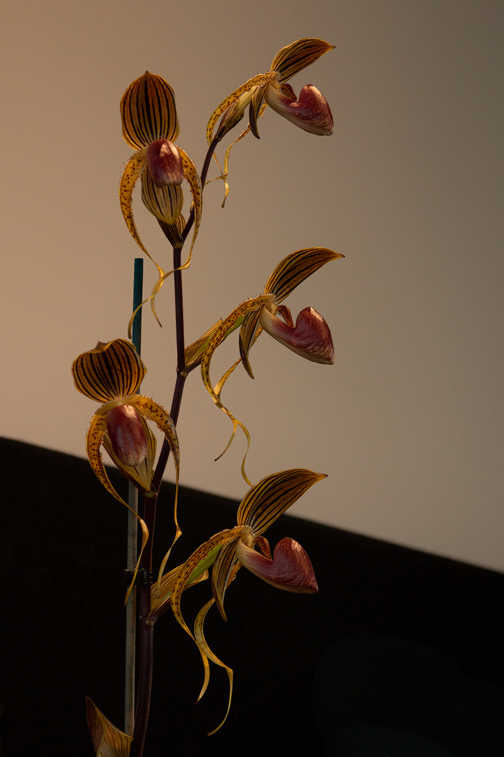 IMG_7992.jpg