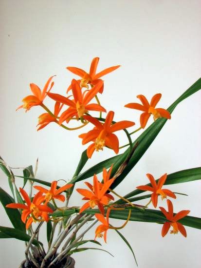 Laelia_harpophylla.jpg