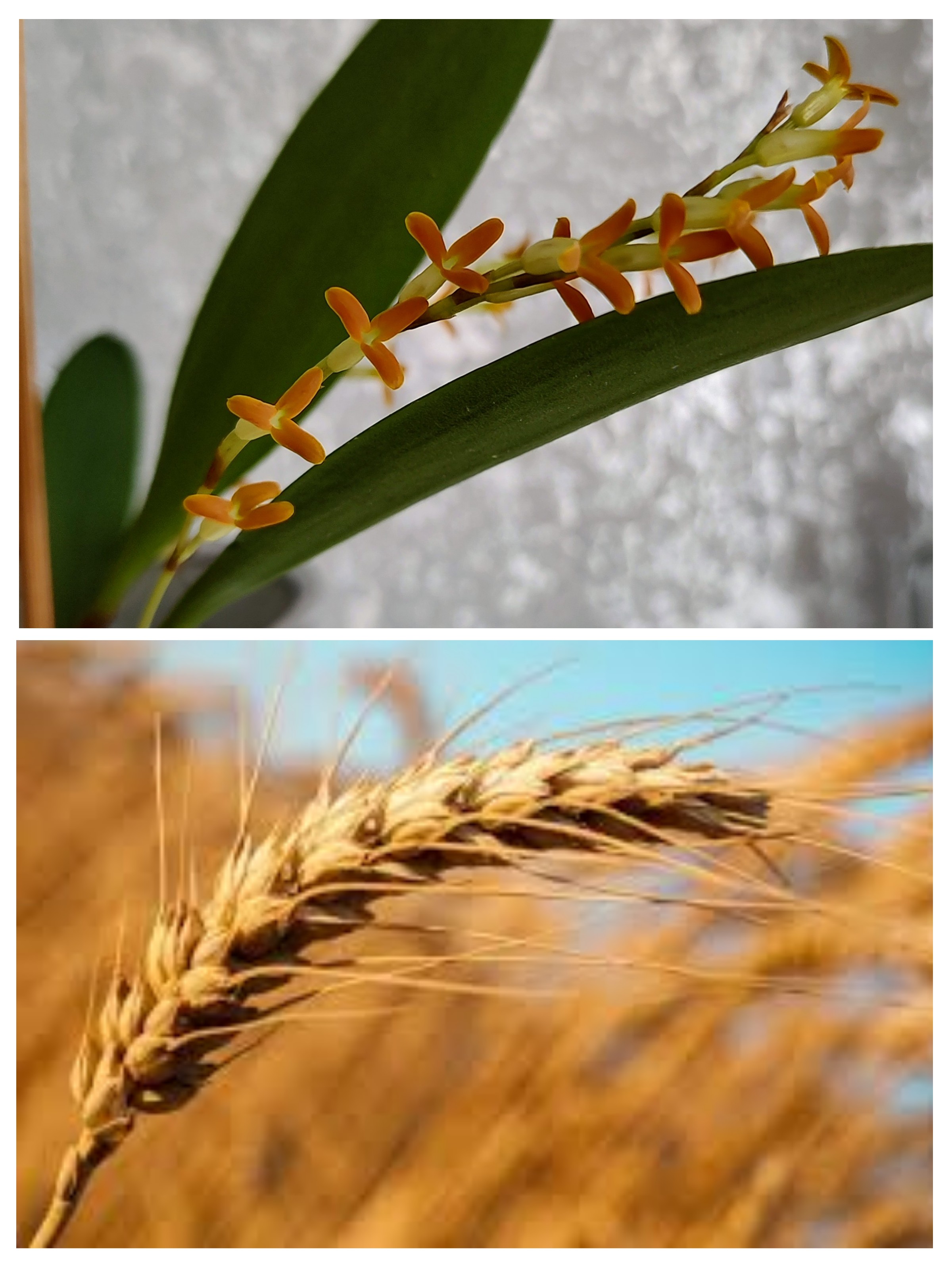 20230302_214413-COLLAGE Odeta.jpg