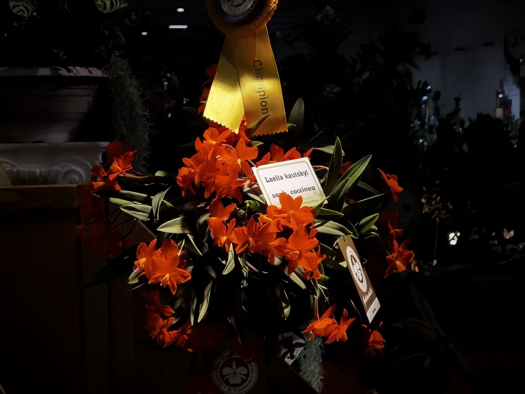 IMG_20230331_143258-01_compress56.jpg