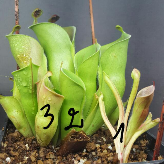 Heliamphora 1.jpg