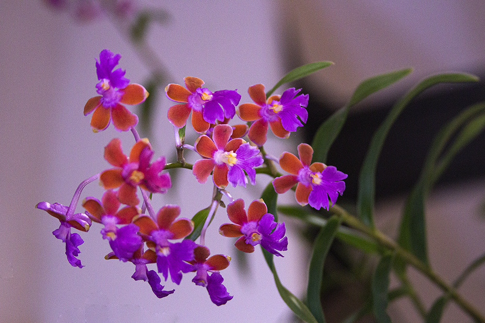 epidendrum schweinfurthianum