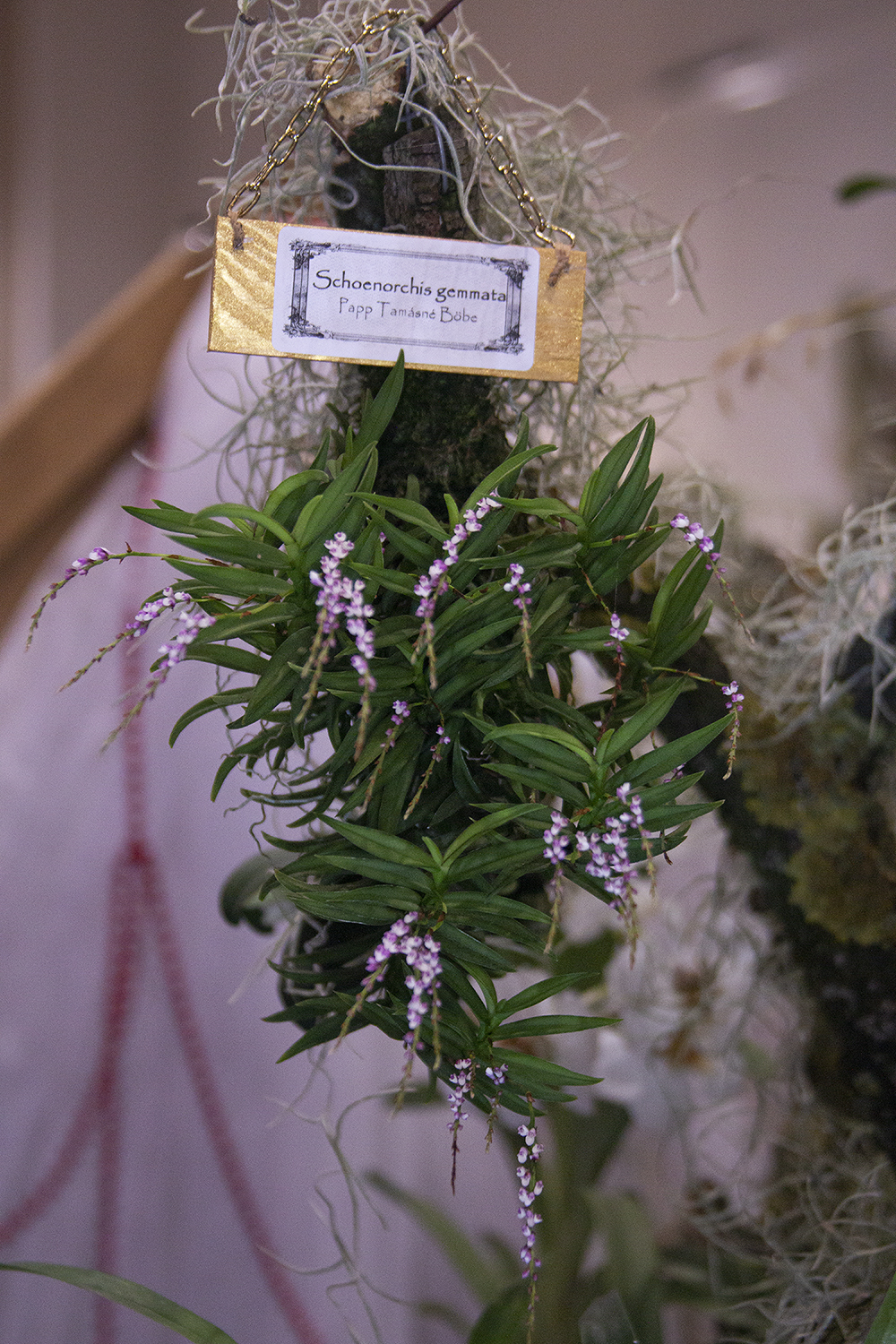 choenorchis gemmata