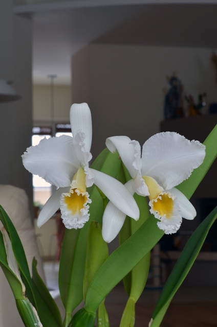 DSC_0202a.jpg