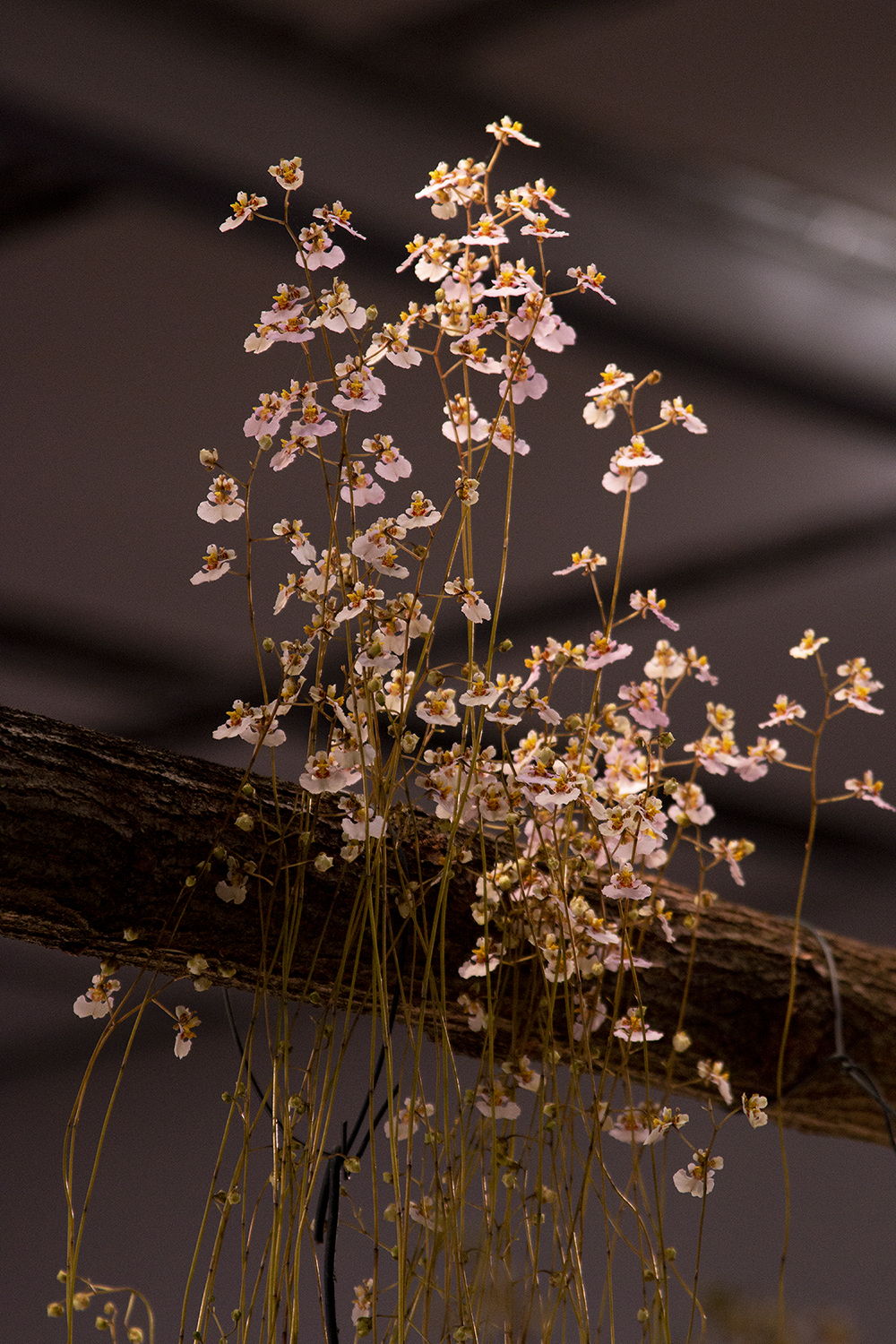 IMG_8223.jpg