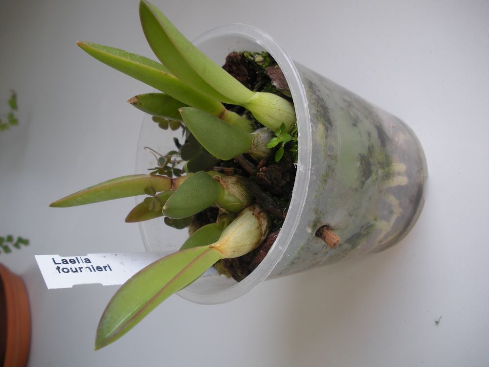 Laelia fournieri1.JPG