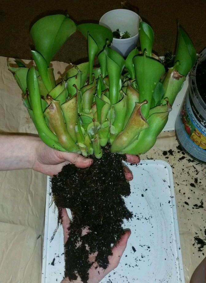 Heliamphora 3.jpg