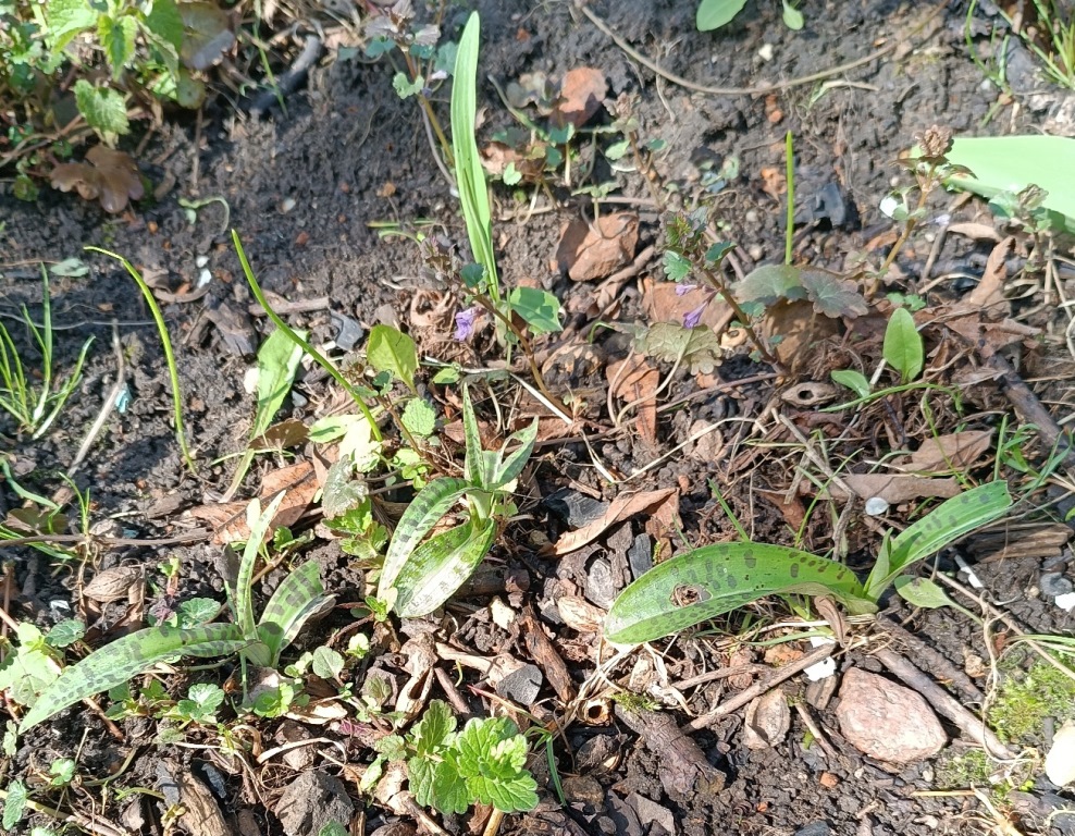 Dactylorhiza maculata