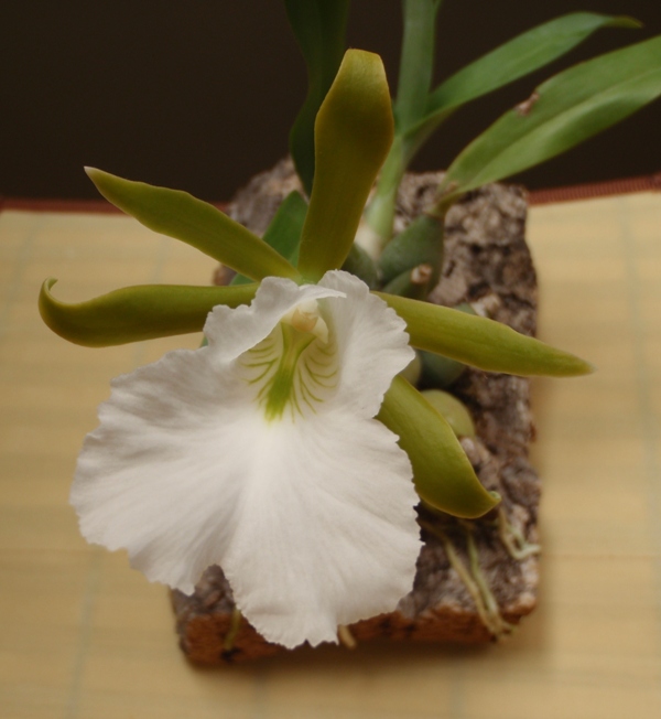 Euchile mariae 2013 1.JPG