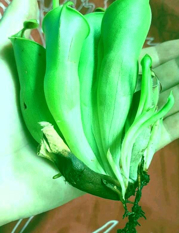 Heliamphora 4.jpg