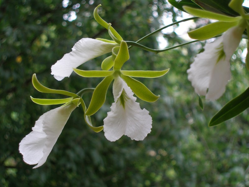 encyclia_mariae1-2.jpg