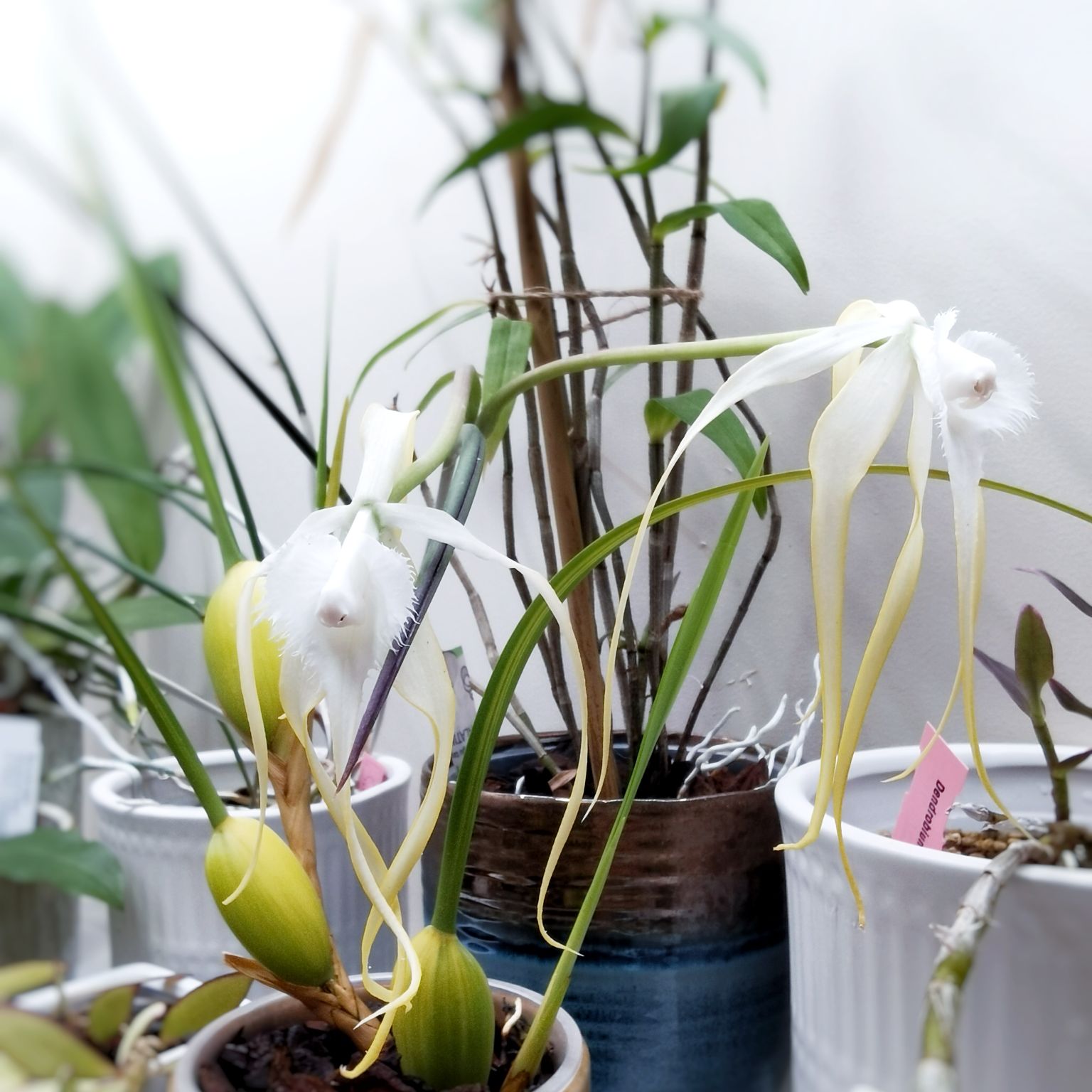 Brassavola cuculata x sib.jpg