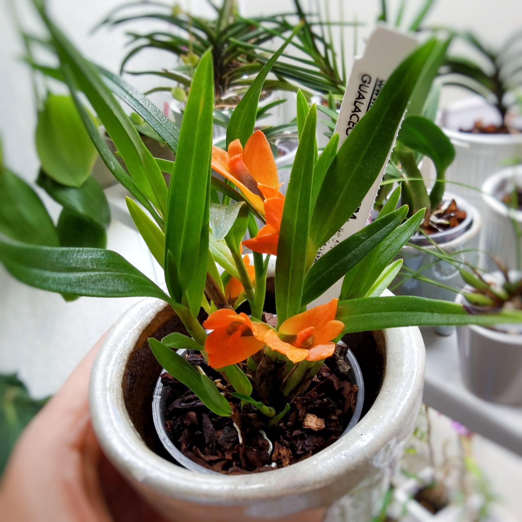 Dendrobium vexillarius red.jpg