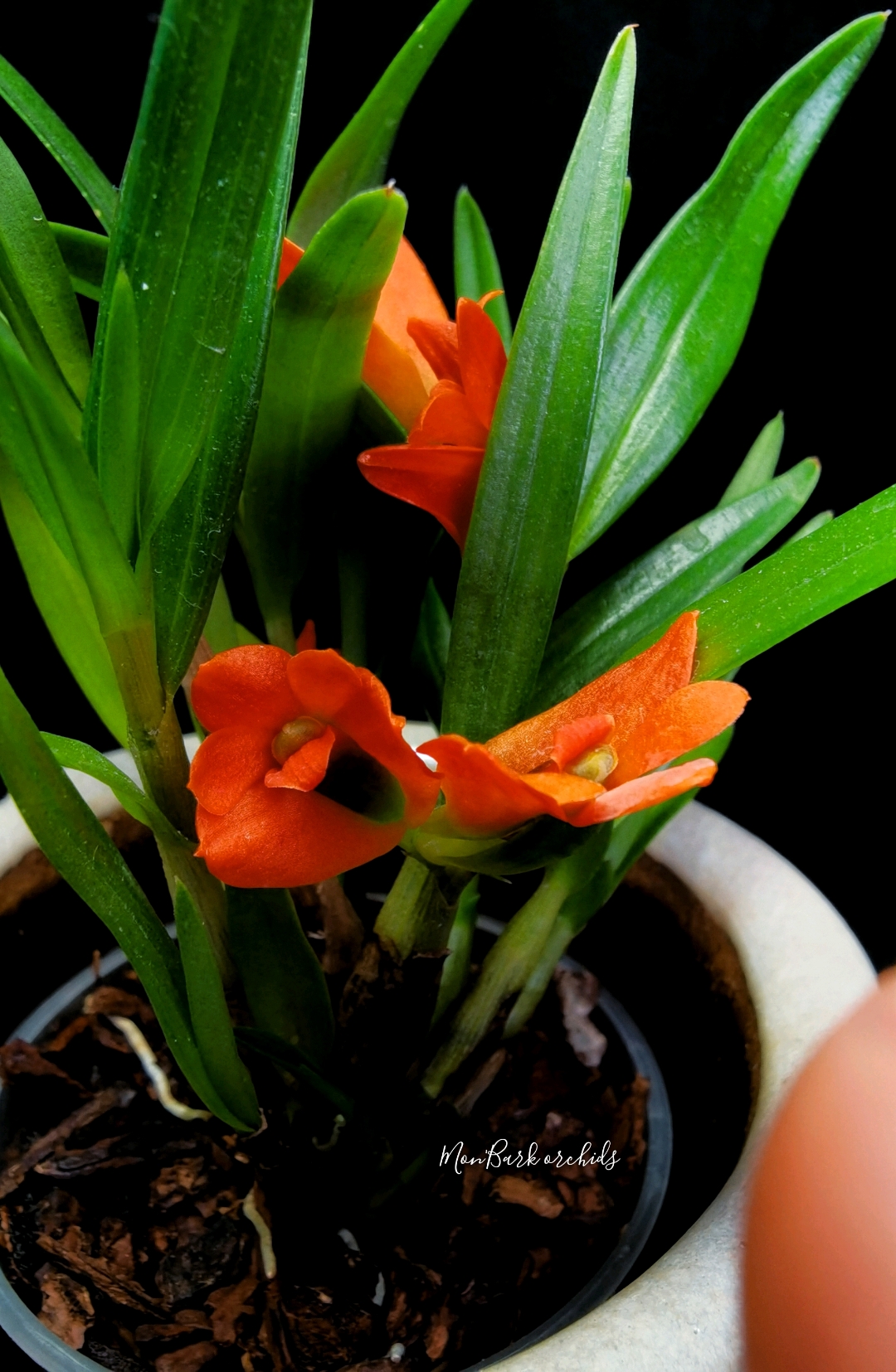 Dendrobium vexillarius red 4.jpg