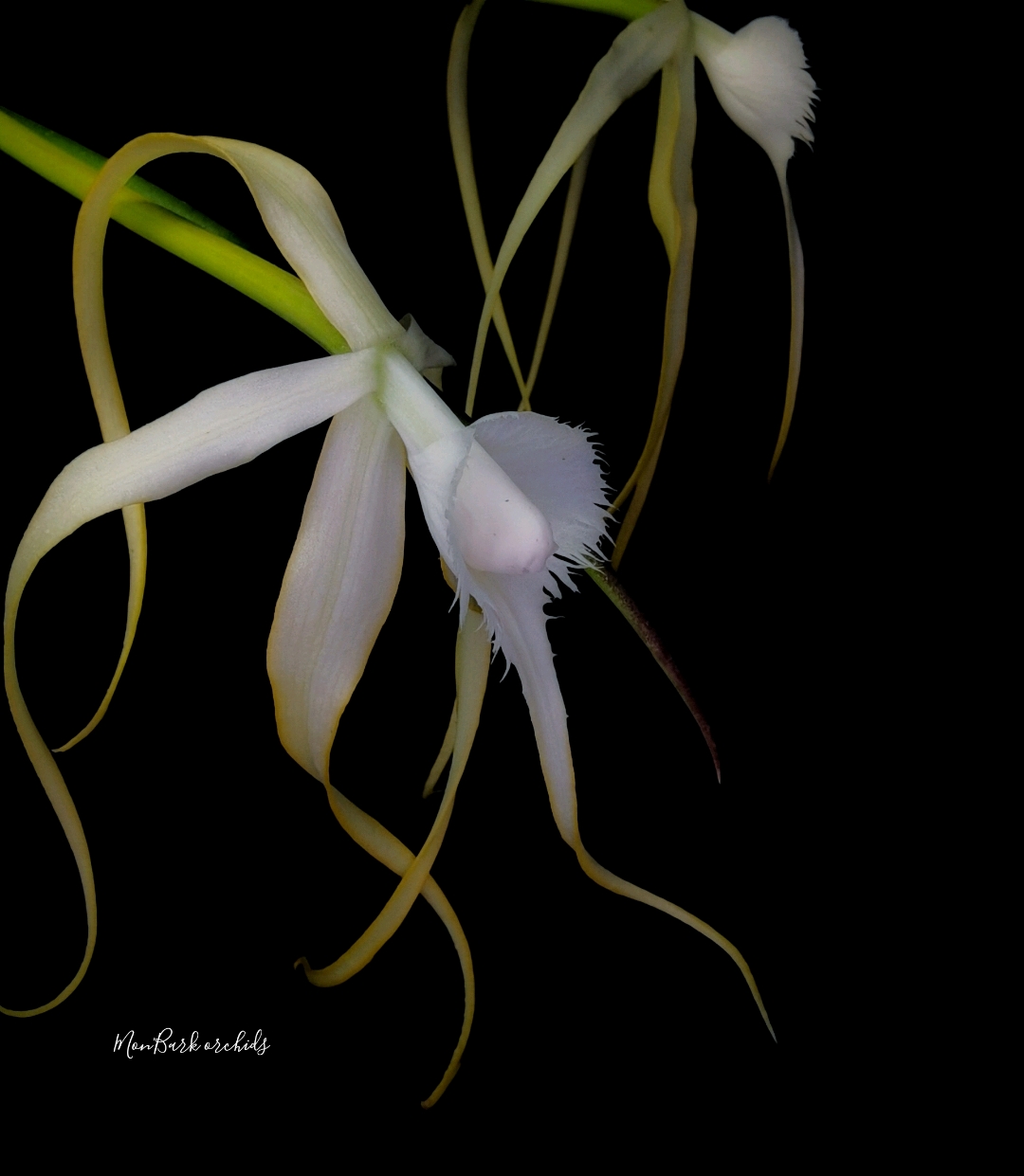 Brassavola cuculata x sib 1.jpg