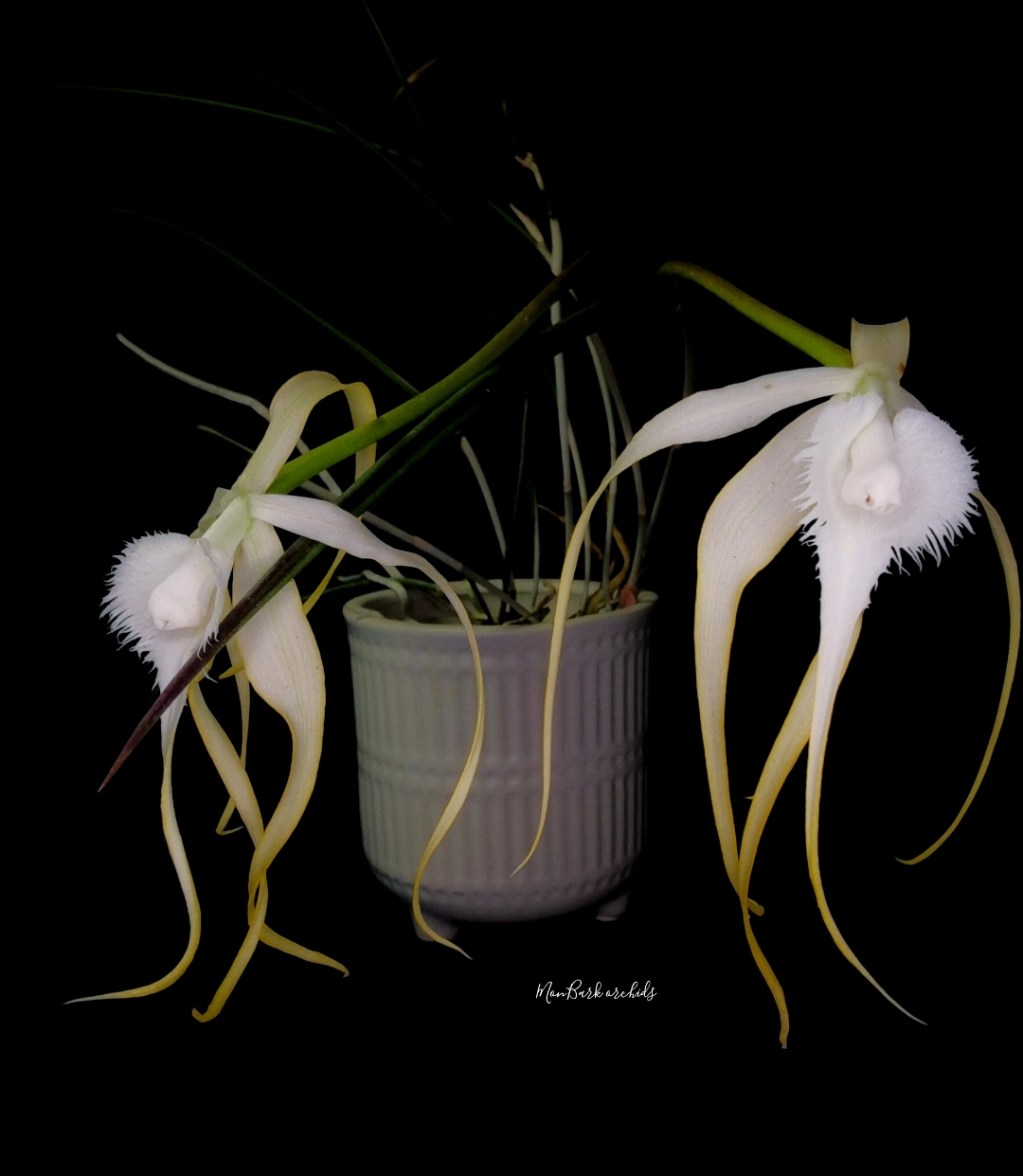 Brassavola cuculata x sib 4.jpg