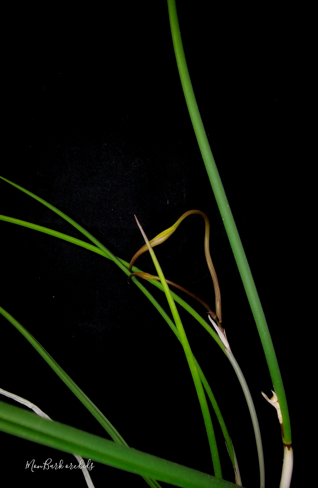 Brassavola cuculata x sib pumpurai.jpg