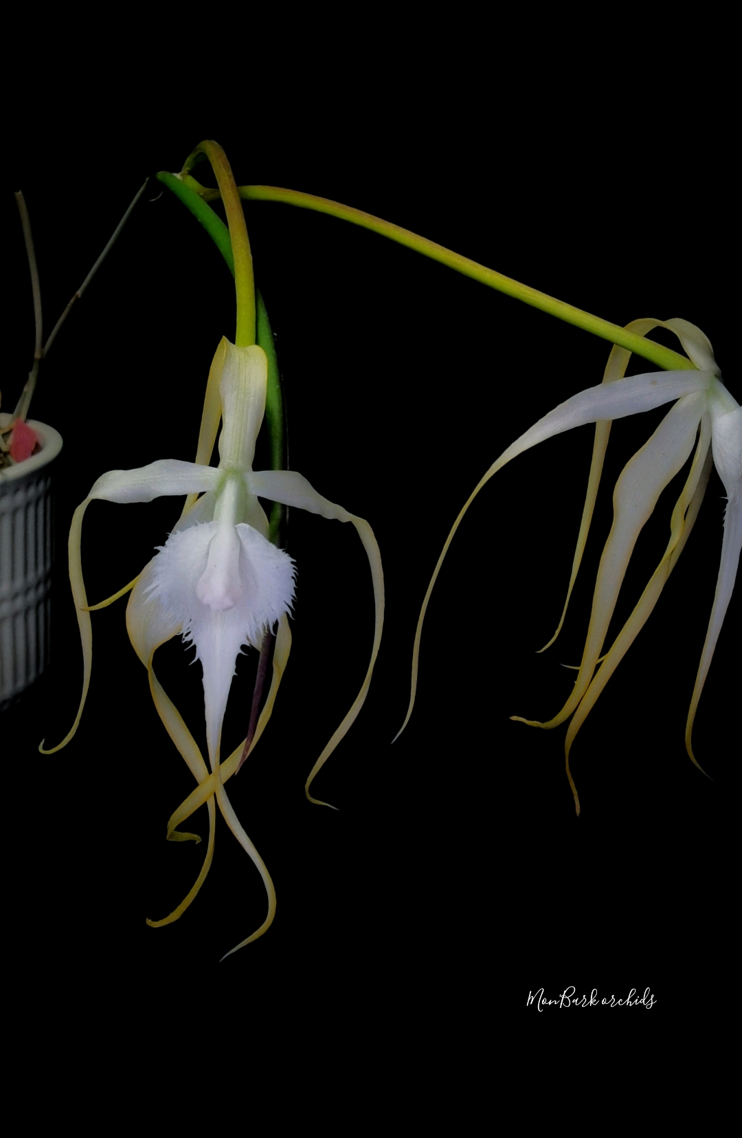 Brassavola cuculata x sib 2.jpg