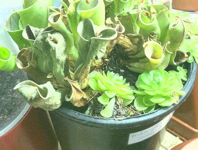 Heliamphora 5.jpg