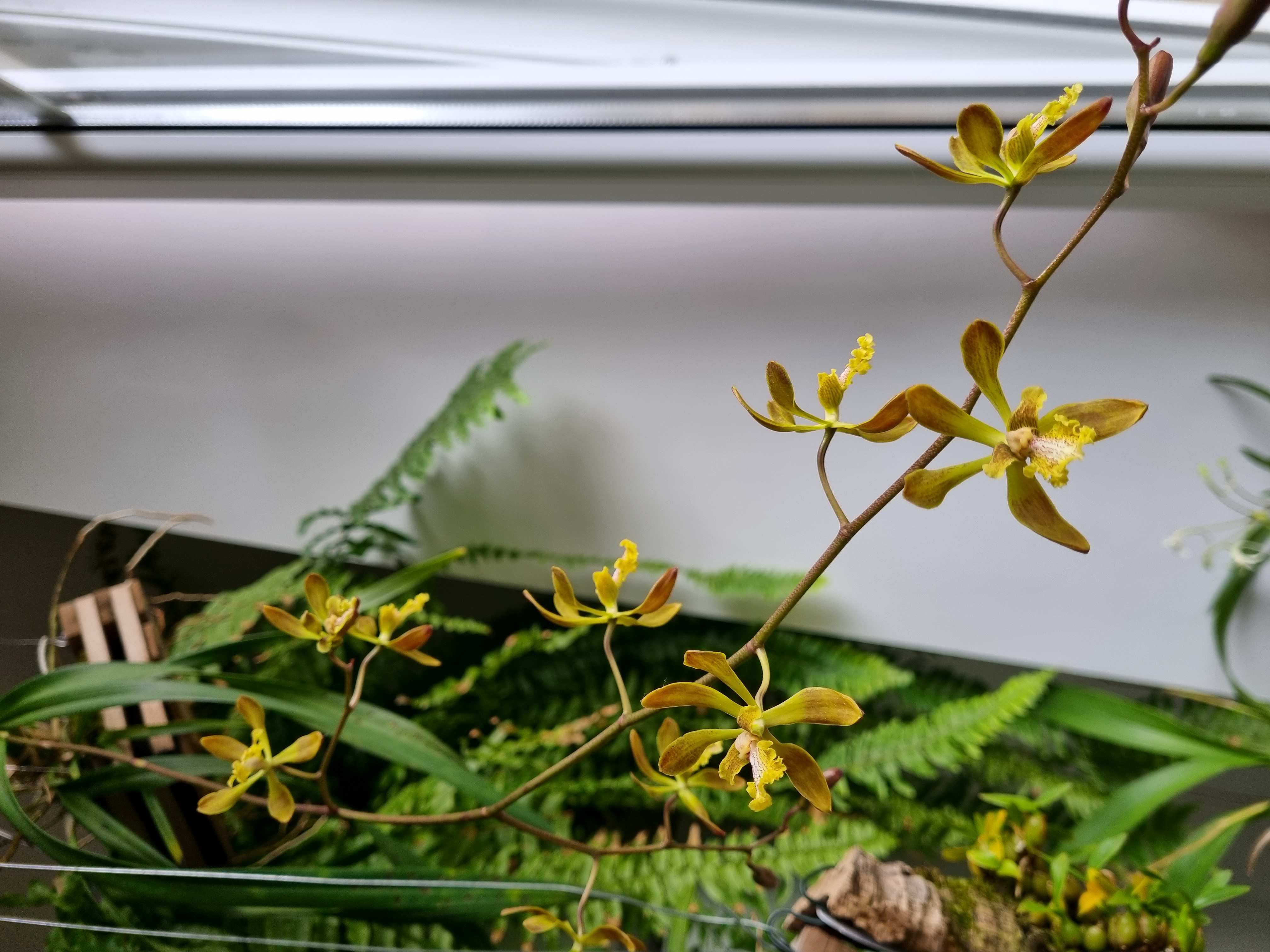 20230516_Encyclia alata.jpg