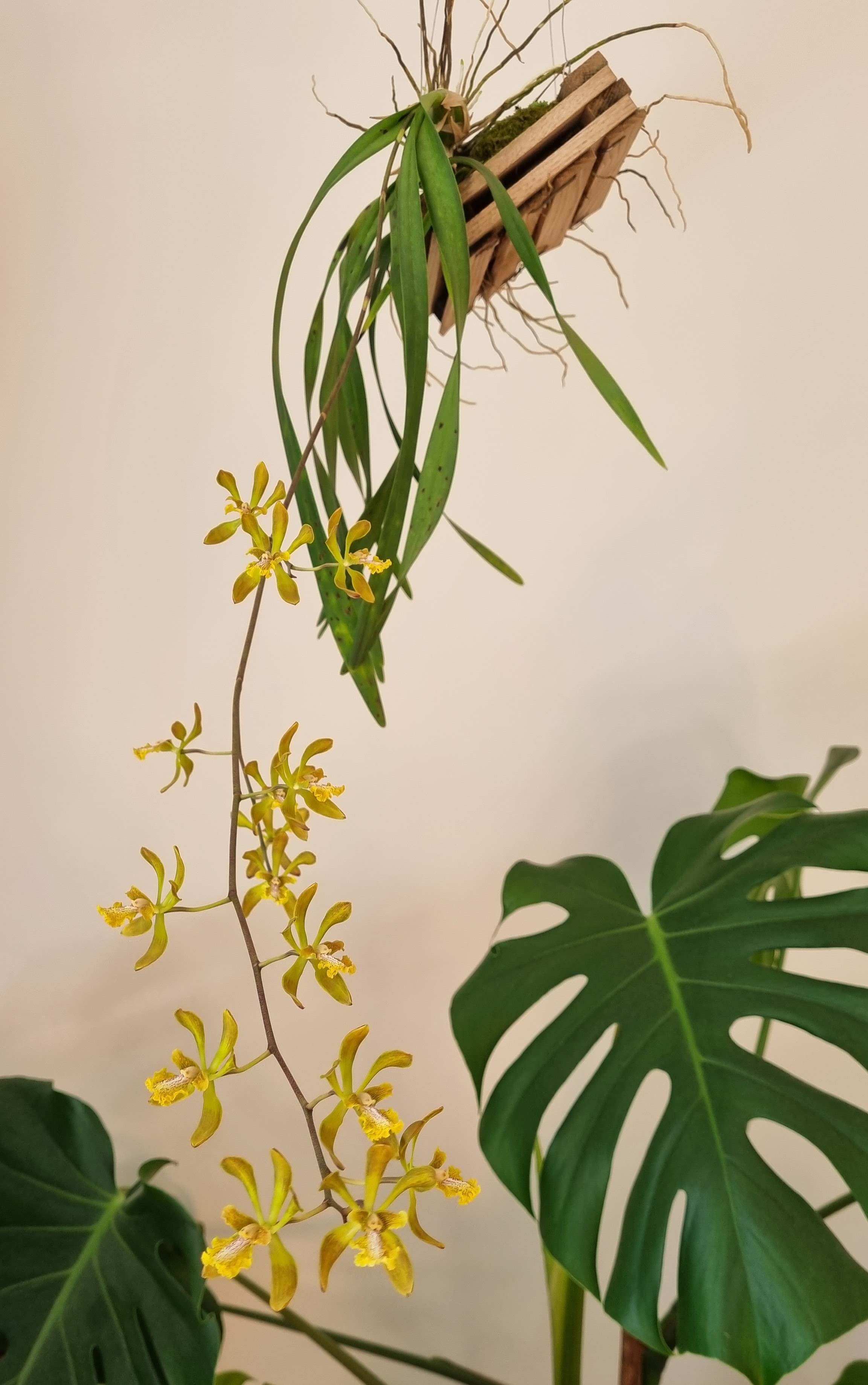 20230531_Encyclia alata.jpg