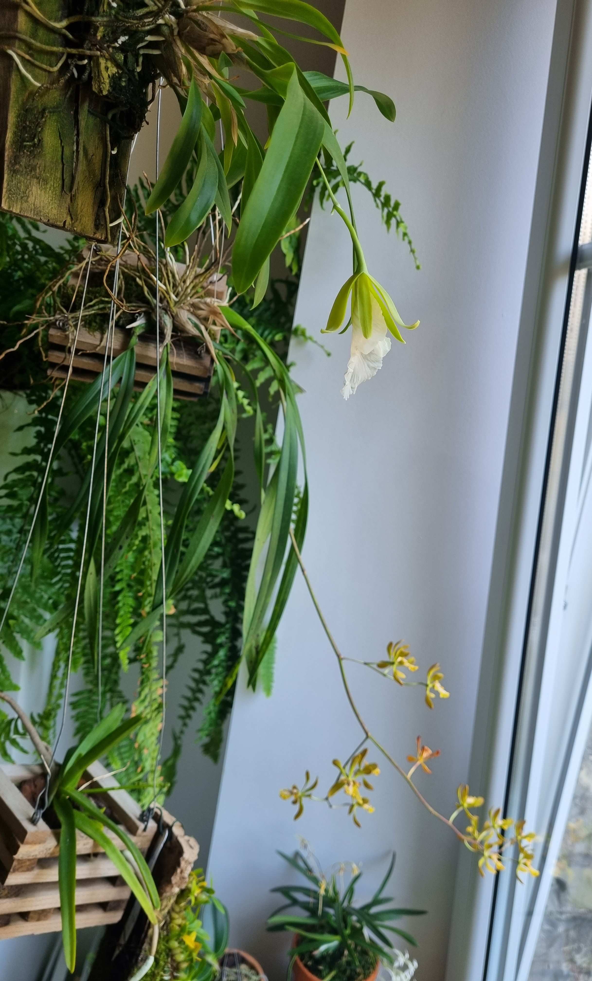 20230607_Encyclia alata ir Euchile Mariae.jpg