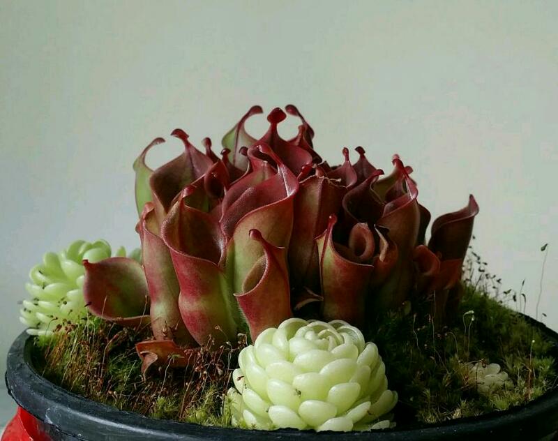 Heliamphora 6.jpg