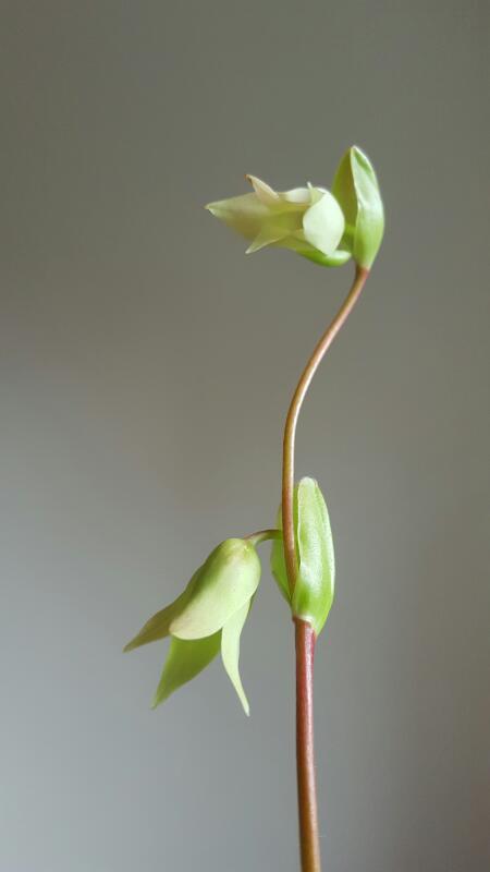 Heliamphora 7.jpg
