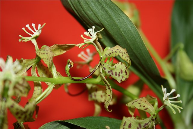 Cycnoches peruvianum.jpg