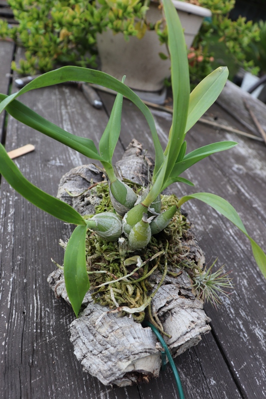 Encyclia mariae'19 (3).JPG