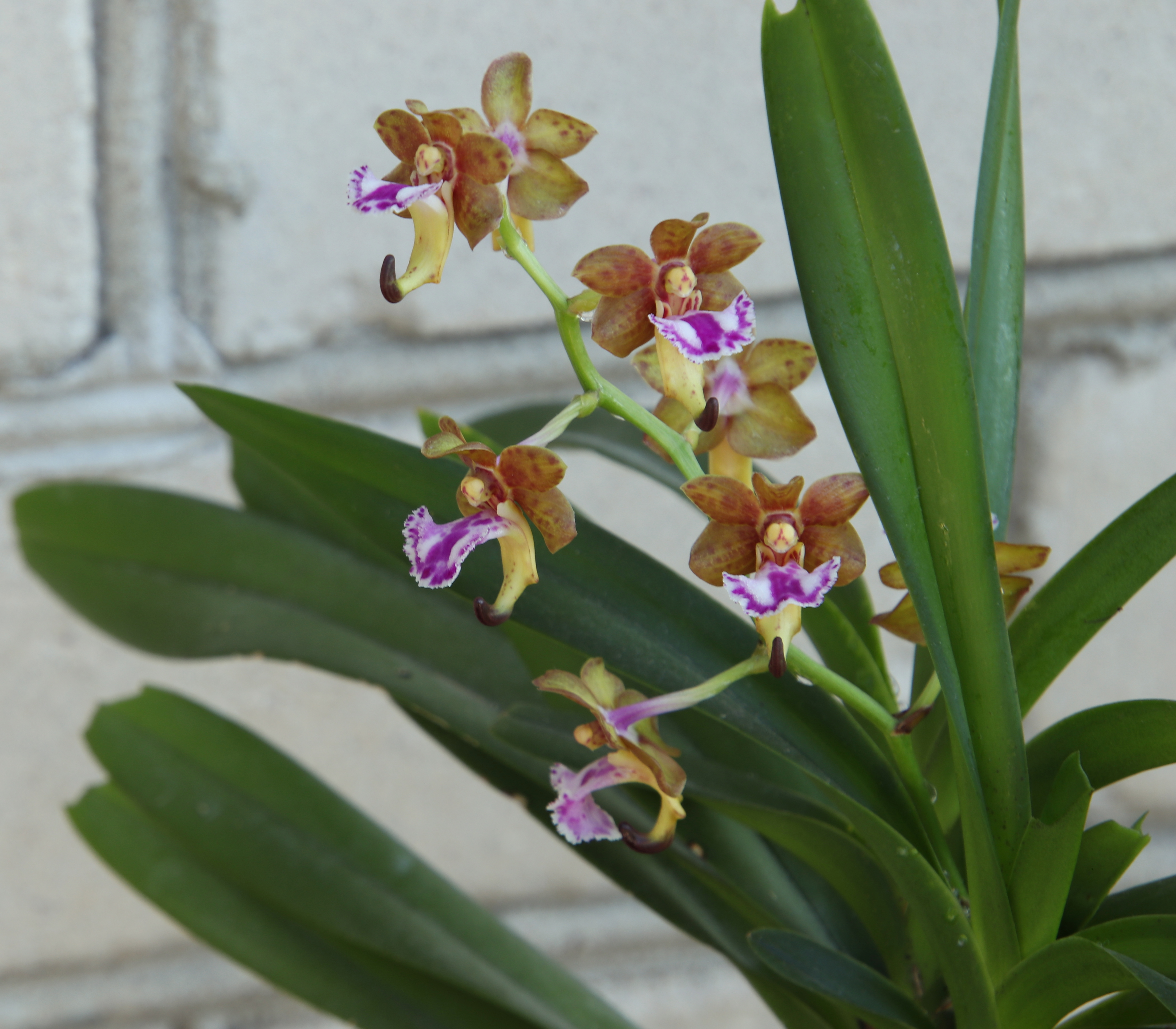Vanda flabellata'23.06...JPG