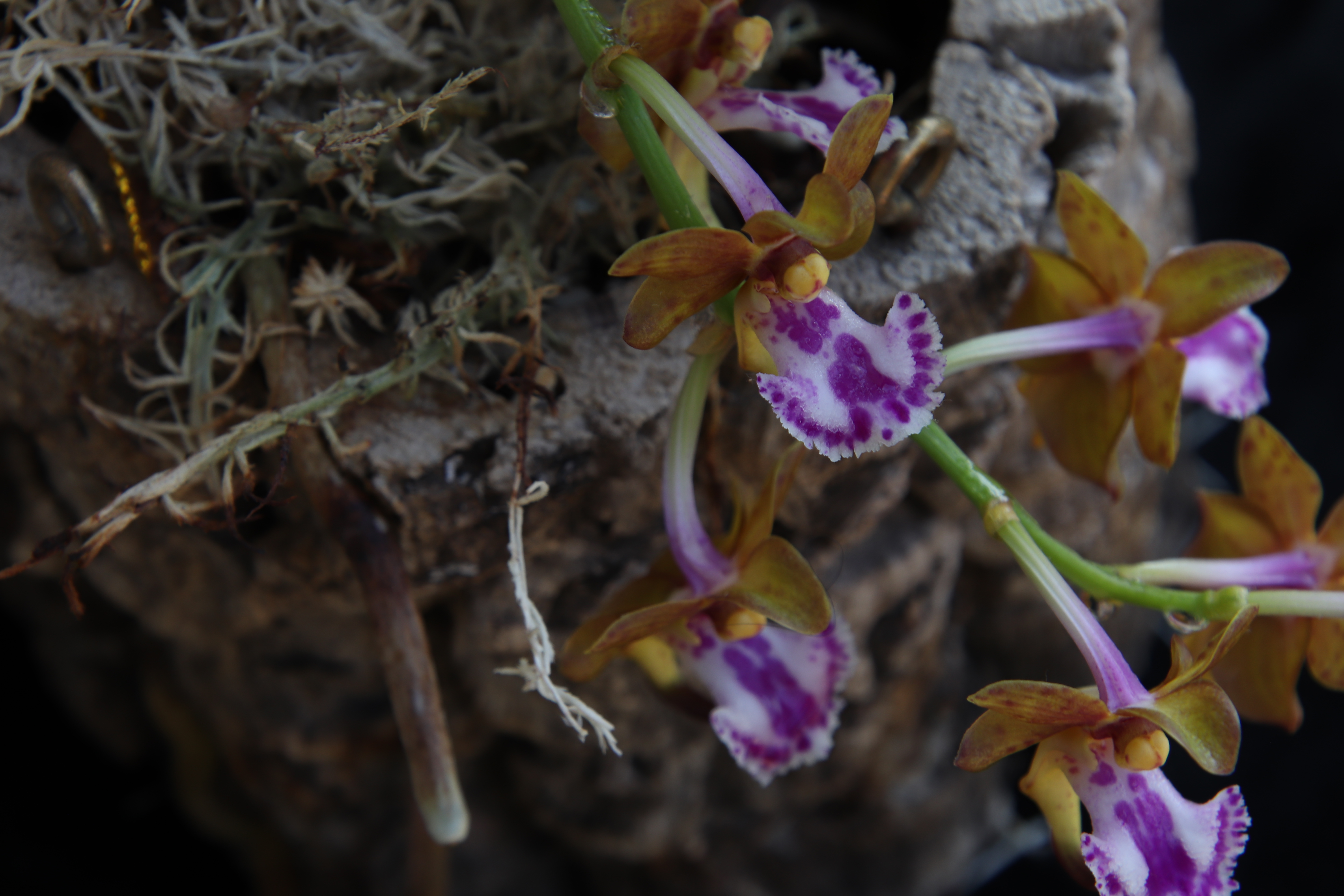 Vanda flabellata'23.06..JPG