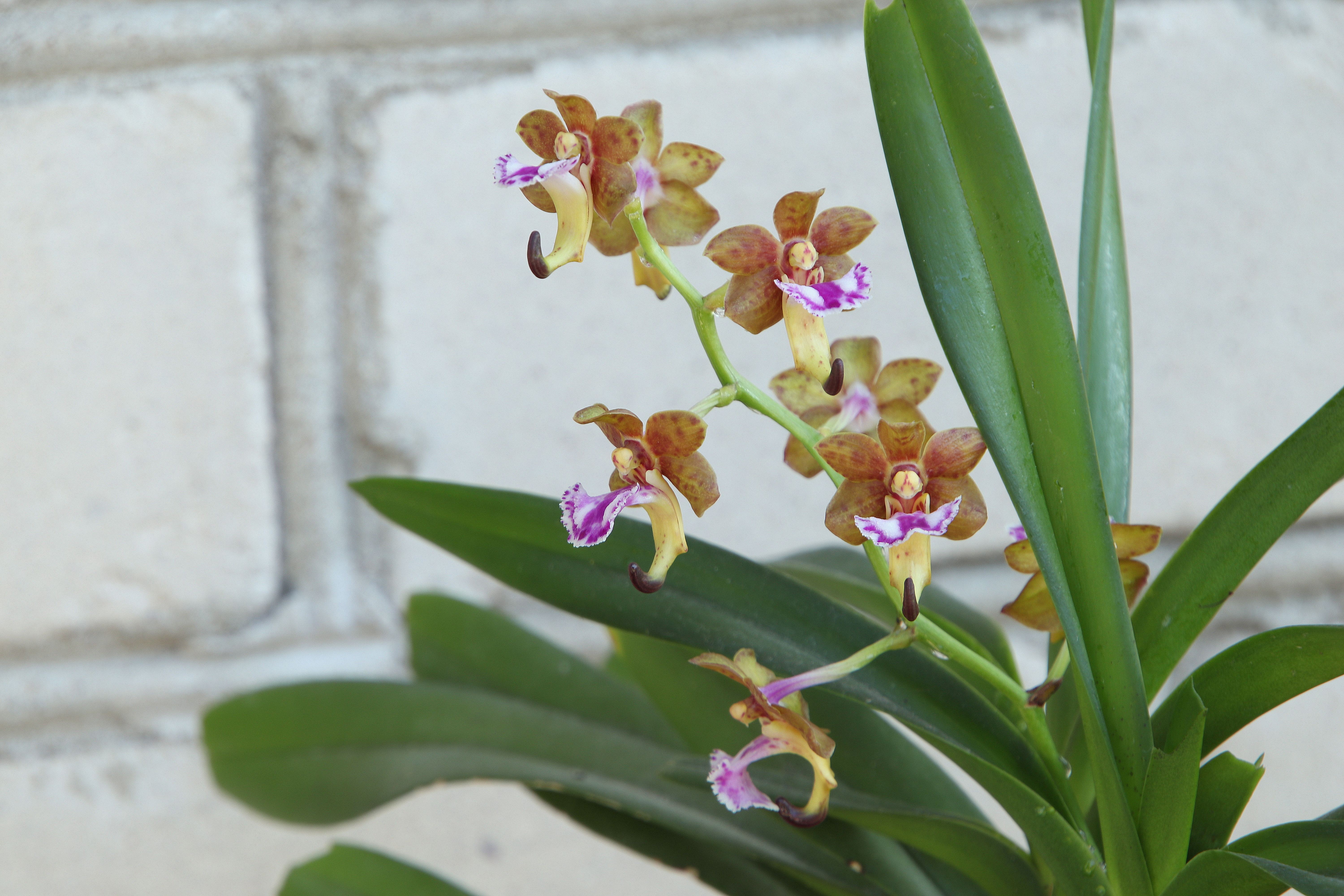 Vanda flabellata'23.06.05.JPG