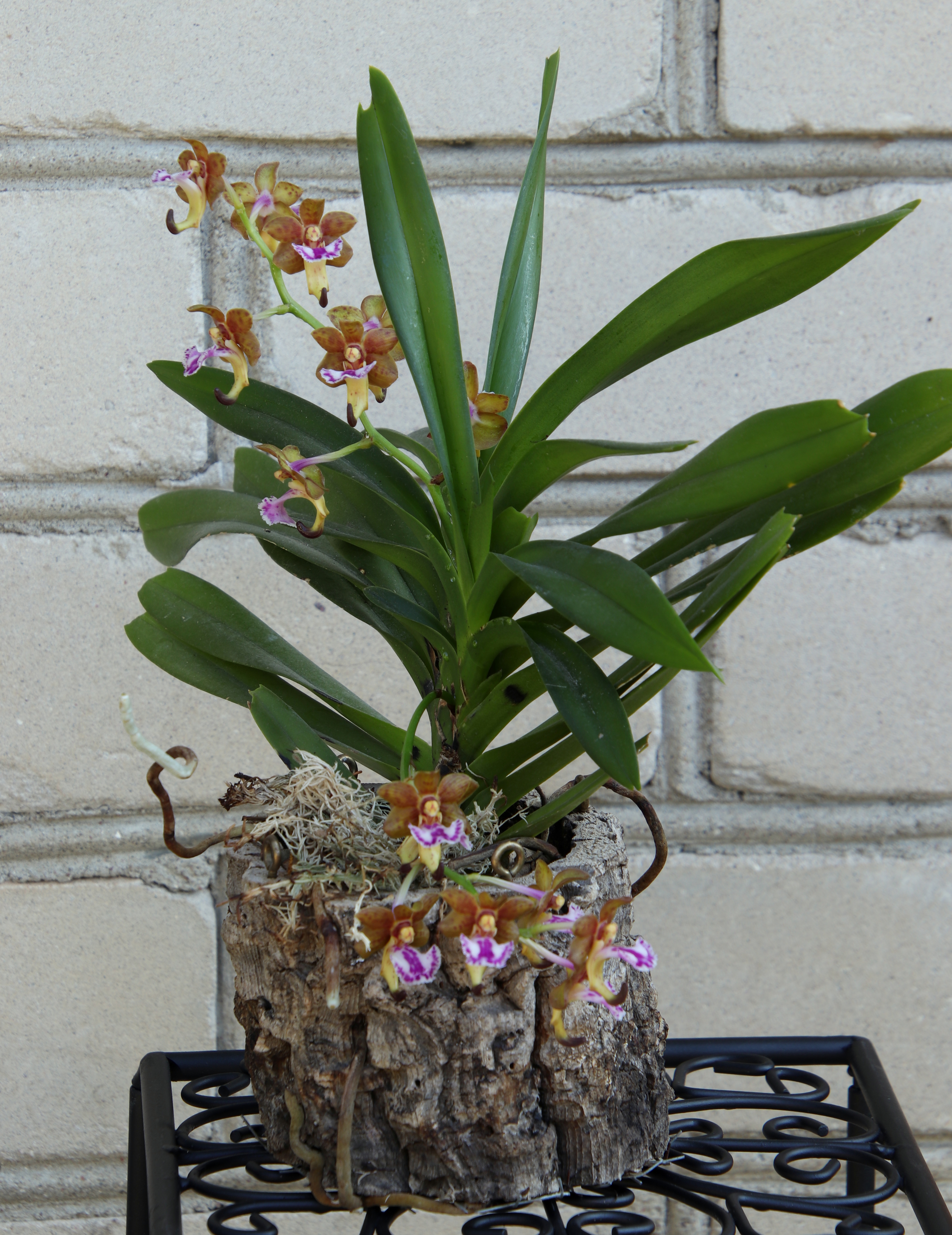 Vanda flabellata'23.06.JPG