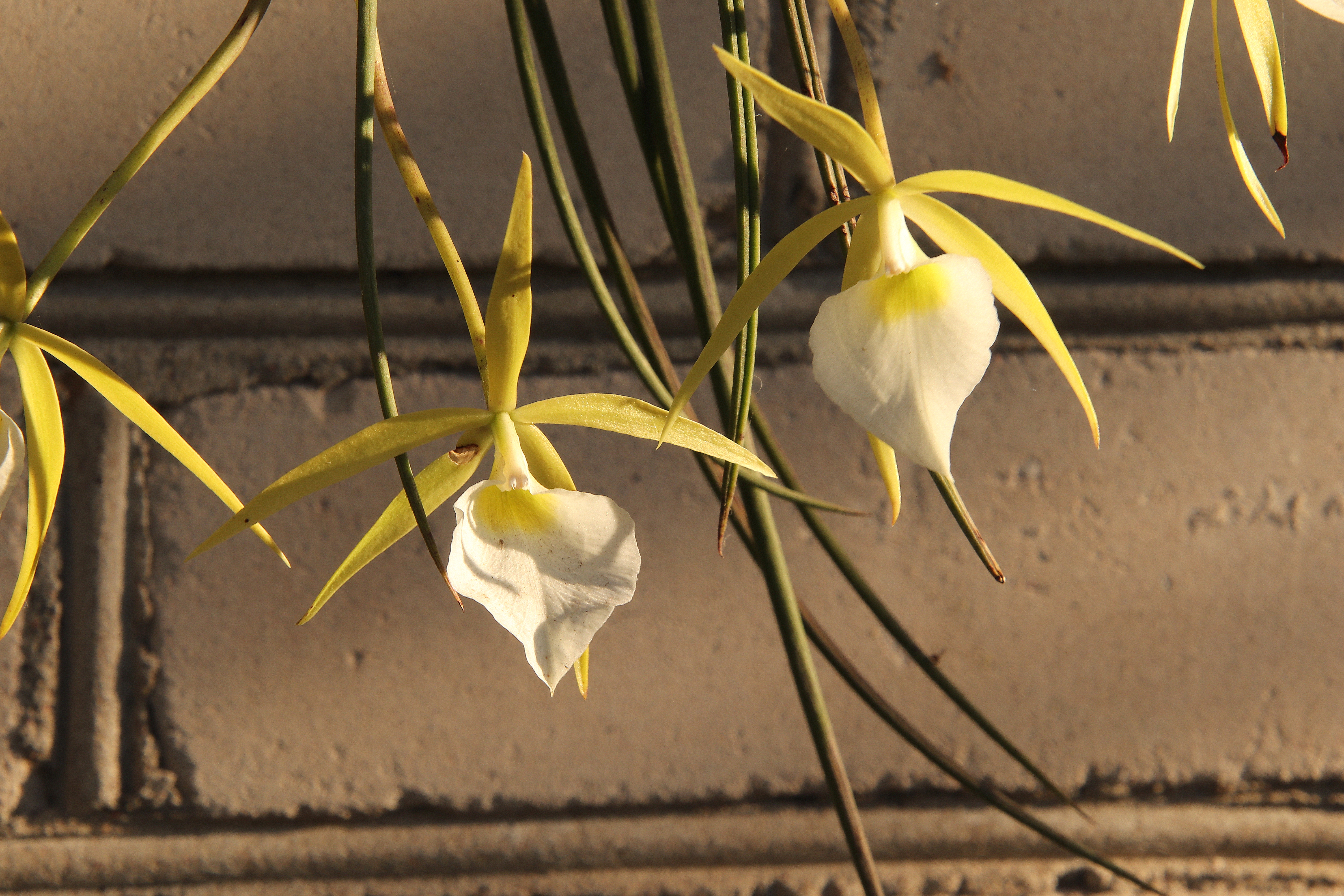 Brassavola perrinii'23.10..JPG