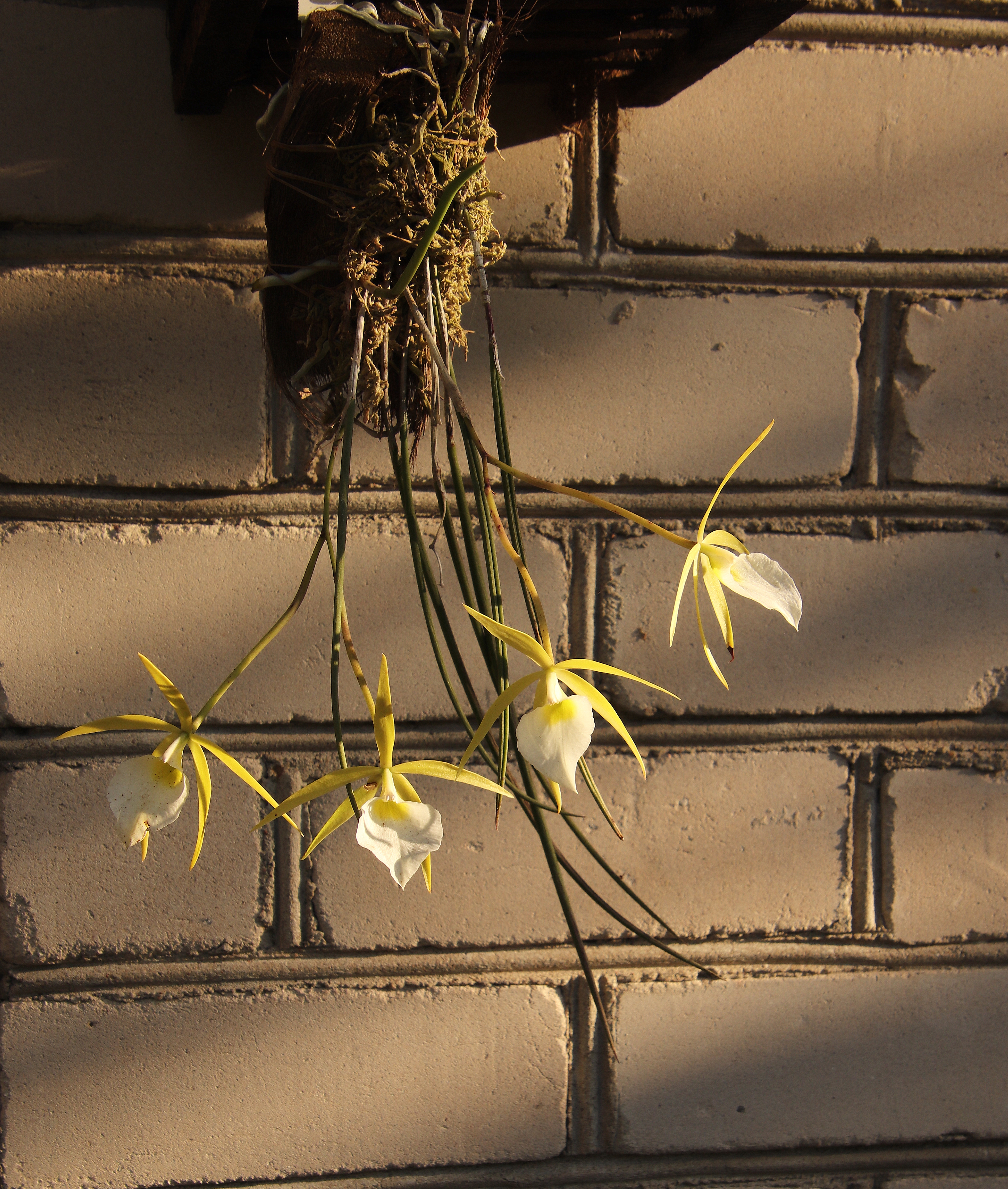 Brassavola perrinii'23.10.JPG